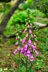 Obraz premium Colorful flowers blooming in a spring garden