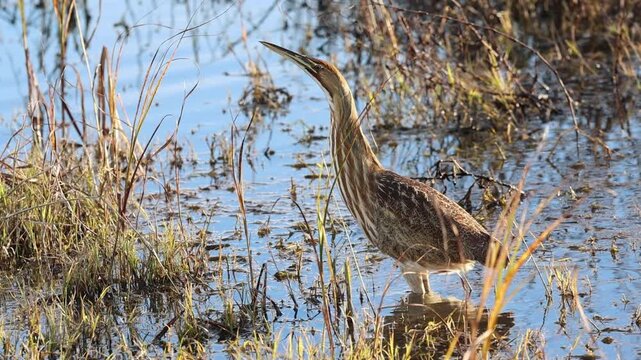 American bittern (Botaurus lentiginosus) wades through shallow marsh water while hunting, blending into reeds with cryptic plumage at Sacramento National Wildlife Refuge, California.