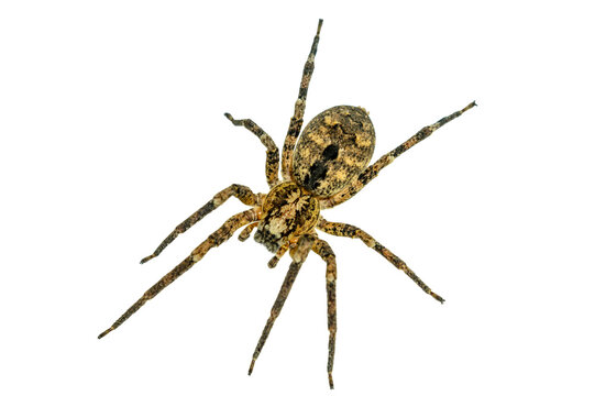 false wolf spider - Zoropsis spinimana. biting humans and causing symptoms similar to a bee- or wasp sting