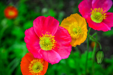Fototapeta premium Colorful flowers blooming in a spring garden