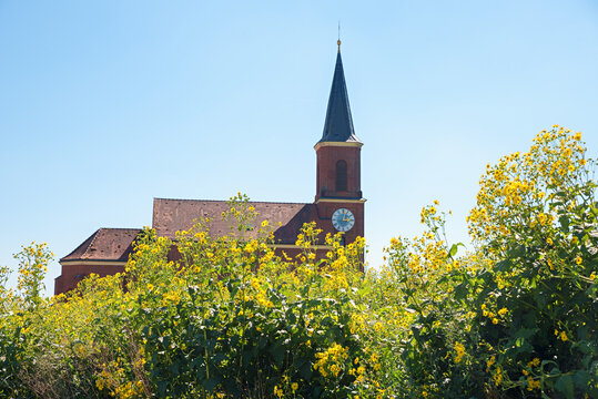 Maria Hilf church, village Wald near Winhoring, lower bavaria. blooming sunchoke flowers
