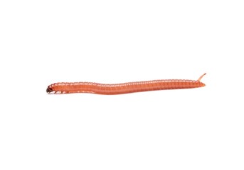 A small pink earthworm crawling slowly across a bright white seamless background, isolated for clarity ,invertebrate ,slick ,glossy