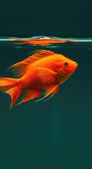 A solitary, bright orange pet fish floats gracefully in clear aquarium water, highlighting its unique and delicate exposed gill filaments ,ornamental ,fauna ,animal
