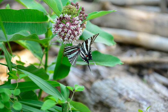 Woodbridge, Virginia, USA - 24 June 2014 - Photo showing a closeup of a swallowtail butterfly at Leesylvania State Park in Woodbridge, VA, Virginia, 