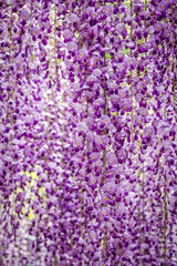 Purple wisteria flowers hanging in full bloom at Ashikaga Flower Park