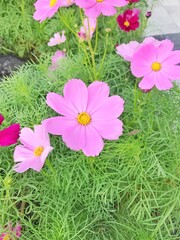 Beautiful cosmos flowers blooming in the garden.
