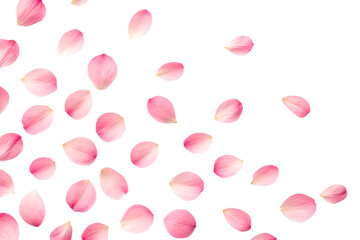 Scattered pink flower petals isolated on transparent background