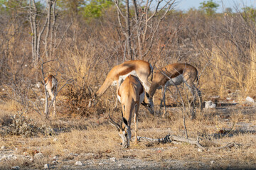 Etosha National Park in Namibia is famous for its vast, shimmering salt pan, open savanna landscapes, and remarkable wildlife diversity. Elephants, lions, giraffes, zebras.