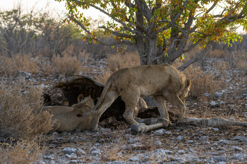 Naklejka premium Etosha National Park in Namibia is famous for its vast, shimmering salt pan, open savanna landscapes, and remarkable wildlife diversity. Elephants, lions, giraffes, zebras.