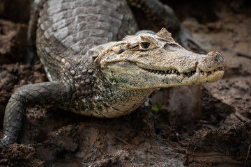 Obraz premium Spectacled caiman (Caiman crocodilus) with open mouth resting on muddy riverbank, freshwater crocodilian displaying defensive behavior in natural tropical habitat 