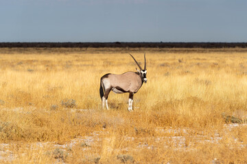 Obraz premium Etosha National Park in Namibia is famous for its vast, shimmering salt pan, open savanna landscapes, and remarkable wildlife diversity. Elephants, lions, giraffes, zebras.