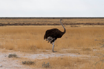 Naklejka premium Etosha National Park in Namibia is famous for its vast, shimmering salt pan, open savanna landscapes, and remarkable wildlife diversity. Elephants, lions, giraffes, zebras.