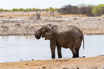 Obraz premium Etosha National Park in Namibia is famous for its vast, shimmering salt pan, open savanna landscapes, and remarkable wildlife diversity. Elephants, lions, giraffes, zebras.