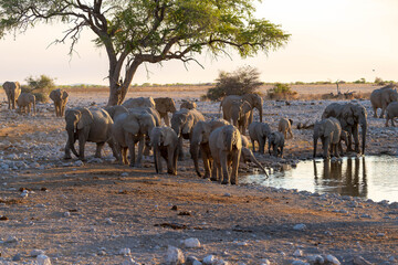 Obraz premium Etosha National Park in Namibia is famous for its vast, shimmering salt pan, open savanna landscapes, and remarkable wildlife diversity. Elephants, lions, giraffes, zebras.