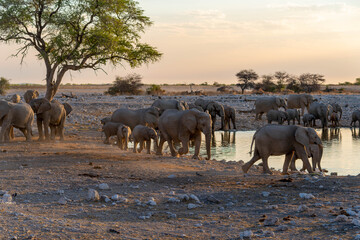 Etosha National Park in Namibia is famous for its vast, shimmering salt pan, open savanna landscapes, and remarkable wildlife diversity. Elephants, lions, giraffes, zebras. © coffeinlix 