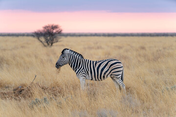 Fototapeta premium Etosha National Park in Namibia is famous for its vast, shimmering salt pan, open savanna landscapes, and remarkable wildlife diversity. Elephants, lions, giraffes, zebras.