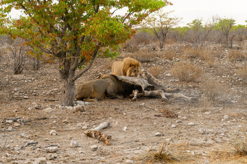 Etosha National Park in Namibia is famous for its vast, shimmering salt pan, open savanna landscapes, and remarkable wildlife diversity. Elephants, lions, giraffes, zebras.