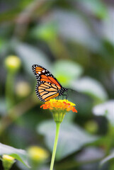 Obraz premium Monarch Butterfly on Orange Flower - Vibrant Nature Macro Photography