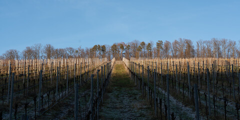 Weinberg Grossbottwar