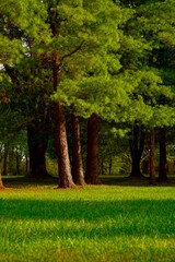 Obraz premium trees in the park