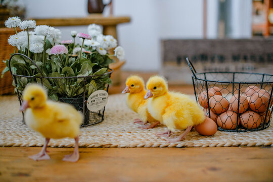 Cute ducklings in rustic Easter decor