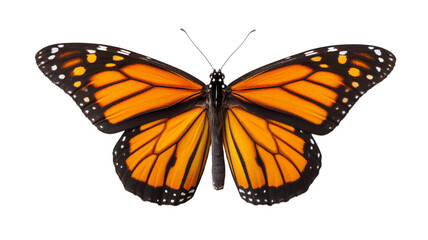 Naklejka premium Vibrant monarch butterfly with orange and black wings