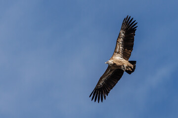 Obraz premium Buitre leonado volando visto desde abajo con detalle y espacio negativo, Alcoy, España