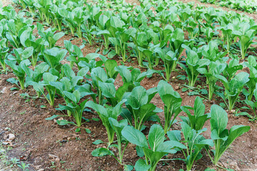 Organic fresh green lettuce and asian leafy vegetables growing in organic farm soil