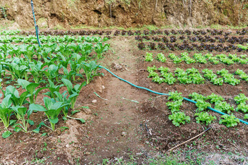 Organic fresh green lettuce and asian leafy vegetables growing in organic farm soil