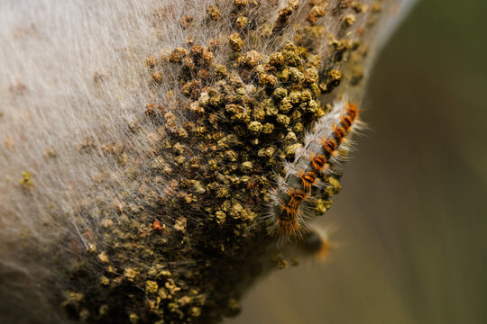 Oruga procesionaria del pino sobre su nido de seda en el bosque mediterr&aacute;neo, Alcoy, Espa&ntilde;a