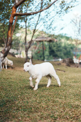 Obraz premium Happy cute baby lamb in natural farm environment