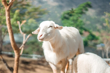 Obraz premium Happy cute sheep in natural farm environment on sunny day