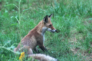 Obraz premium a fox sitting on green grass