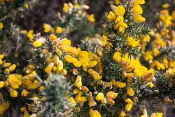 Close up of Common Gorse