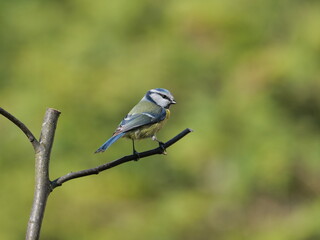 a titmouse bird on a branch