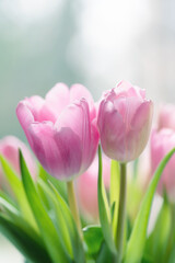 Wiosenne tulipany w pastelowych odcieniach, subtelne rozmycie tła © Elżbieta Kaps