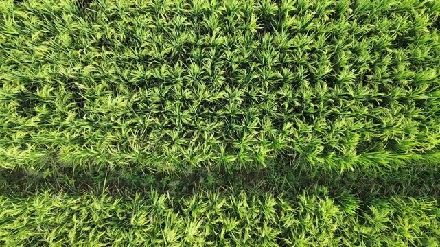 Top down aerial view of a lush green rice field with organized irrigation patterns. Vibrant agricultural landscape textures from a drone.