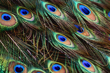 Obraz premium Natural texture of peacock feathers in a brilliant close-up