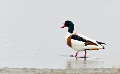 Tadorna tadorna (Common Shelduck, Shelduck), Greece