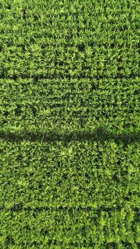 Top down aerial view of a lush green rice field with organized irrigation patterns. Vibrant agricultural landscape textures from a drone.