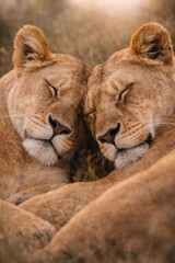 Obraz premium Two lions sleeping closely together showing affection in natural savanna wildlife environment