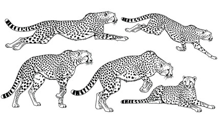 Illustrations of five cheetahs in various poses on a white background. The black and white sketches depict running, walking, crouching, and resting cheetahs. © SHAMIM