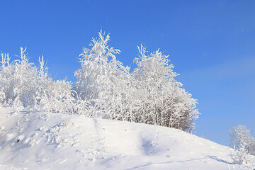 Obraz premium Fabulous beautiful trees in a thick layer of frost and snow during a severe frost against a blue sky background.Beautiful winter invitation card for tourists.The beauty of the cold season