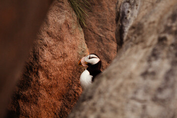 Puffin Framed Between Two Rocks with Rocky Background Closeup