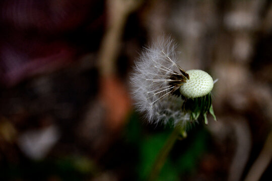 Flor diente de le&oacute;n.