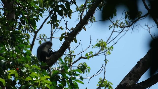 leaf monkey on a tree