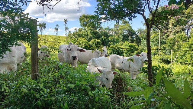 A cria&ccedil;&atilde;o de gado em uma pequena propriedade rural familiar.