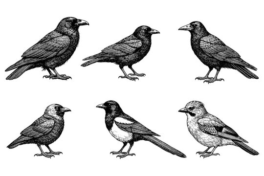 Vintage bird illustrations: crow, raven, magpie, jay - detailed engravings