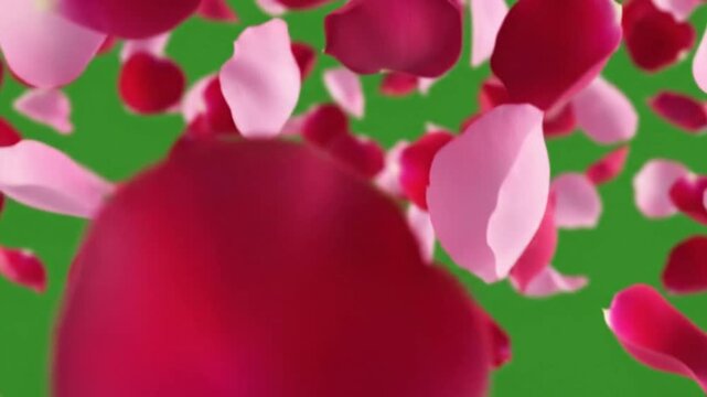 Floating Red Rose Petals Falling Around Heart Shape On Green Screen Background For Romantic Visual Effects