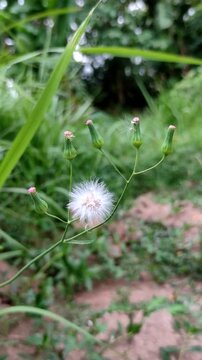 Close up of fluffy white cyanthillium cinereum flower head with green blurred nature background